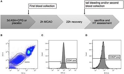 Measurement of Platelet Function in an Experimental Stroke Model With Aspirin and Clopidogrel Treatment